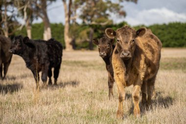 Tarladaki yeşil çimlerde otlayan bir inek sürüsü.