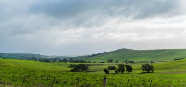 Bulutlu bir günde büyük bulutlu yeşil bir tarlanın ve bir ağacın güzel bir görüntüsü.