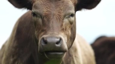 Avustralya 'daki güzel sığırlar ot yer, otlakta otlarlar. Tarımsal bir çiftlikte yetiştirilen sığır sürüsü. Sürdürülebilir tarım 