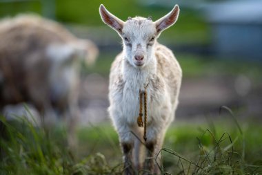 Keçiler ve bebekler, çim yiyip Avustralya 'da bir çiftliği emiyorlar.