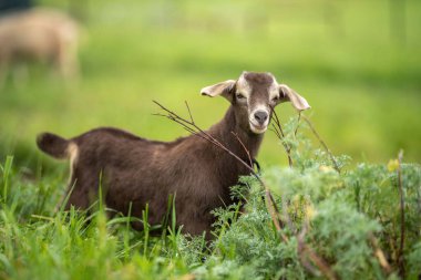 Keçiler ve bebekler, çim yiyip Avustralya 'da bir çiftliği emiyorlar.