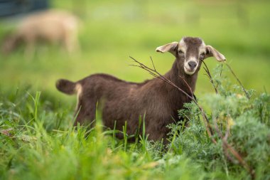 Keçiler ve bebekler, çim yiyip Avustralya 'da bir çiftliği emiyorlar.