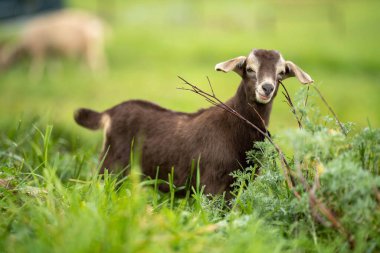 Keçiler ve bebekler, çim yiyip Avustralya 'da bir çiftliği emiyorlar.