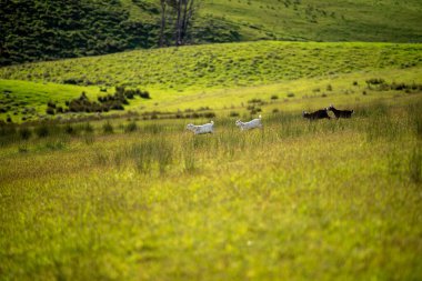 Keçiler ve bebekler, çim yiyip Avustralya 'da bir çiftliği emiyorlar.