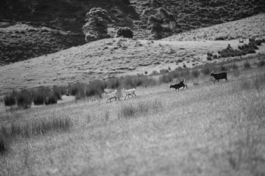 Keçiler ve bebekler, çim yiyip Avustralya 'da bir çiftliği emiyorlar.