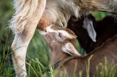 Keçiler ve bebekler, çim yiyip Avustralya 'da bir çiftliği emiyorlar.