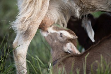 Keçiler ve bebekler, çim yiyip Avustralya 'da bir çiftliği emiyorlar.