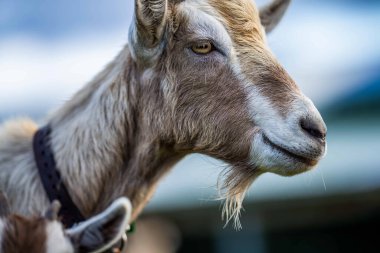 Keçiler ve bebekler, çim yiyip Avustralya 'da bir çiftliği emiyorlar.