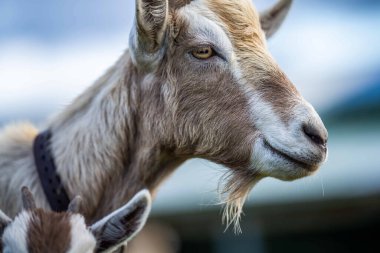 Goats with baby kids, eating grass and sucking on a farm in Australia clipart