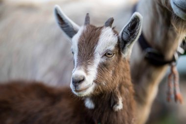Keçiler ve bebekler, çim yiyip Avustralya 'da bir çiftliği emiyorlar.