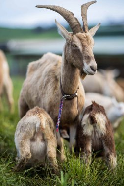 Goats with baby kids, eating grass and sucking on a farm in Australia clipart