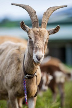 Goats with baby kids, eating grass and sucking on a farm in Australia clipart