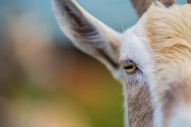 Keçiler ve bebekler, çim yiyip Avustralya 'da bir çiftliği emiyorlar.