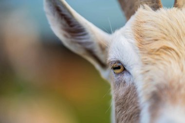 Keçiler ve bebekler, çim yiyip Avustralya 'da bir çiftliği emiyorlar.