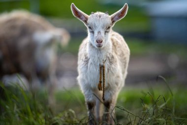 Keçiler ve bebekler, çim yiyip Avustralya 'da bir çiftliği emiyorlar.