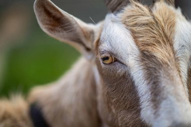 Keçiler ve bebekler, çim yiyip Avustralya 'da bir çiftliği emiyorlar.