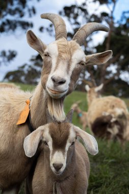 Goats with baby kids, eating grass and sucking on a farm in Australia clipart