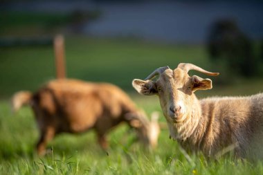 Goats with baby kids, eating grass and sucking on a farm in Australia clipart