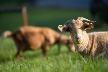 Goats with baby kids, eating grass and sucking on a farm in Australia clipart