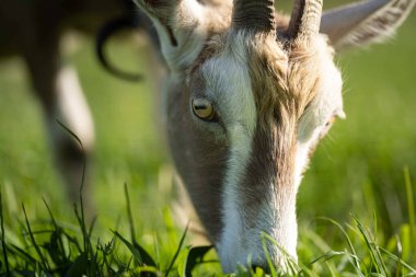 Keçiler ve bebekler, çim yiyip Avustralya 'da bir çiftliği emiyorlar.