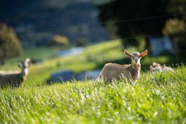 Keçiler ve bebekler, çim yiyip Avustralya 'da bir çiftliği emiyorlar.