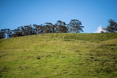 Keçiler ve bebekler, çim yiyip Avustralya 'da bir çiftliği emiyorlar.