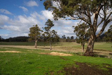 Arkaplanda ön planda bir ağaç olan yeşil alanın görüntüsü