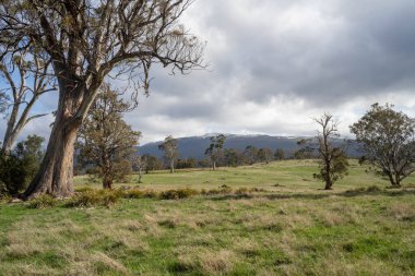 Dağlarda bir ağacı olan bir manzara.