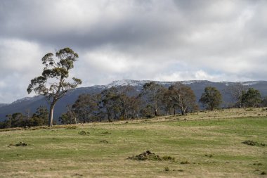 Yeşil ağaçların güzel bir görüntüsü.