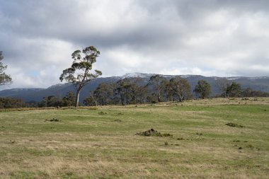 Arkasında dağ olan yeşil bir tarlanın güzel manzarası.