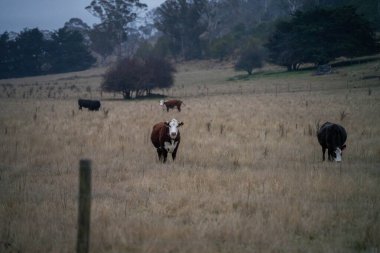 Bir inek sürüsü çayırda otluyor.