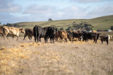 Bir tarlada otlayan büyük bir inek sürüsü.
