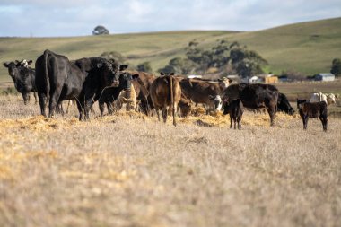 İnekler tarlada otluyor.