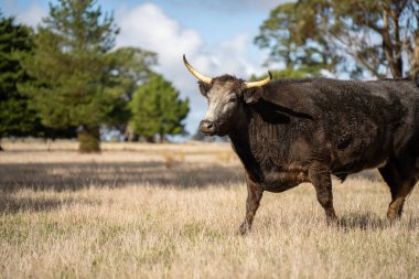 Avustralya 'daki güzel sığırlar ot yer, otlakta otlarlar. Tarımsal bir çiftlikte yetiştirilen sığır sürüsü. Sürdürülebilir tarım 