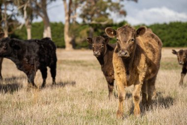 Avustralya 'daki güzel sığırlar ot yer, otlakta otlarlar. Tarımsal bir çiftlikte yetiştirilen sığır sürüsü. Sürdürülebilir tarım 