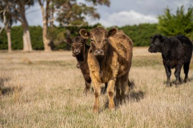 Avustralya 'daki güzel sığırlar ot yer, otlakta otlarlar. Tarımsal bir çiftlikte yetiştirilen sığır sürüsü. Sürdürülebilir tarım 