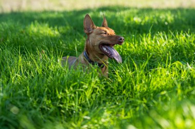 Yeşil çim tarlasında sudaki çiftlik köpekleri. Avustralya 'da ilkbaharda çayırdaki bir gölde yüzerken taba rengi kelpie.