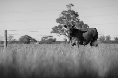 Avustralya 'da sürdürülebilir çiftlik hayvanları yetiştiriciliği: Avustralya' da yaz aylarında Avustralya 'da Kuraklıkta Sığır Yetiştirme Uygulamaları