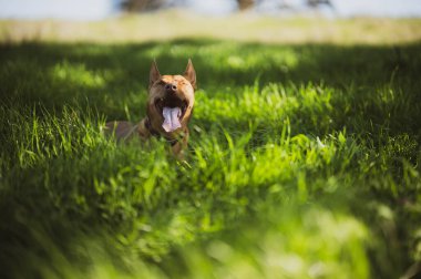 Yeşil çim tarlasında sudaki çiftlik köpekleri. Avustralya 'da ilkbaharda çayırdaki bir gölde yüzerken taba rengi kelpie.