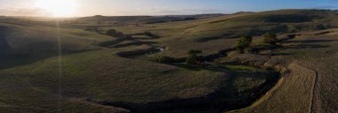 Avustralya 'daki güzel sığırlar ot yer, otlakta otlarlar. Tarımsal bir çiftlikte yetiştirilen sığır sürüsü. Avustralya 'da sürdürülebilir tarım