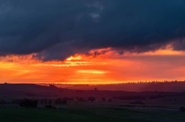 Avustralya 'daki güzel sığırlar ot yer, otlakta otlarlar. Tarımsal bir çiftlikte yetiştirilen sığır sürüsü. Amerika 'da sürdürülebilir tarım