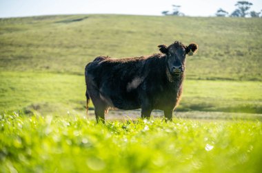 Avustralya 'da sürdürülebilir çiftlik hayvanları yetiştiriciliği: Avustralya' da yaz aylarında Avustralya 'da Kuraklıkta Sığır Yetiştirme Uygulamaları