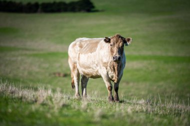 Sustainable Livestock Farming in Australia: Regenerative Practices for Cattle Grazing in Drought Resilient Pastures in australia in summer clipart