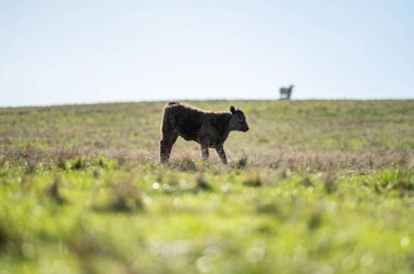 Avustralya 'daki güzel sığırlar ot yer, otlakta otlarlar. Tarımsal bir çiftlikte yetiştirilen sığır sürüsü. Sürdürülebilir tarım 
