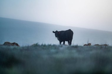 Avustralya 'daki güzel sığırlar ot yer, otlakta otlarlar. Tarımsal bir çiftlikte yetiştirilen sığır sürüsü. Amerika 'da sürdürülebilir tarım