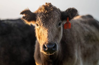 Avustralya 'da sürdürülebilir çiftlik hayvanları yetiştiriciliği: Avustralya' da yaz aylarında Avustralya 'da Kuraklıkta Sığır Yetiştirme Uygulamaları