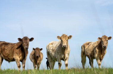 Avustralya 'daki güzel sığırlar ot yer, otlakta otlarlar. Tarımsal bir çiftlikte yetiştirilen sığır sürüsü. Amerika 'da sürdürülebilir tarım