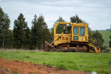 Avustralya 'daki güzel sığırlar ot yer, otlakta otlarlar. Tarımsal bir çiftlikte yetiştirilen sığır sürüsü. Avustralya 'da sürdürülebilir tarım
