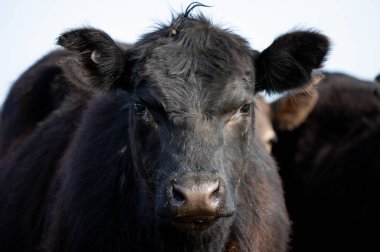 Avustralya 'daki güzel sığırlar ot yer, otlakta otlarlar. Tarımsal bir çiftlikte yetiştirilen sığır sürüsü. Avustralya 'da sürdürülebilir tarım