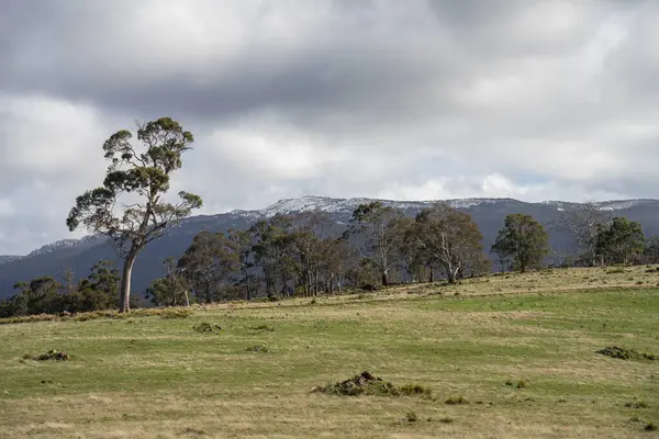 Yeşil ağaçların güzel bir görüntüsü.